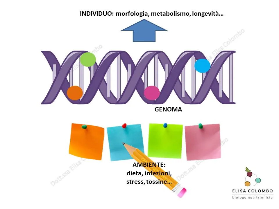 Schema illustrato: la doppia elica del genoma con una freccia rivolta verso l'individuo (morfologia, metabolismo, longevità) e, sotto, dei foglietti adesivi appesi a un filo che rappresentano l'ambiente (dieta, infezioni, stress, tossine).